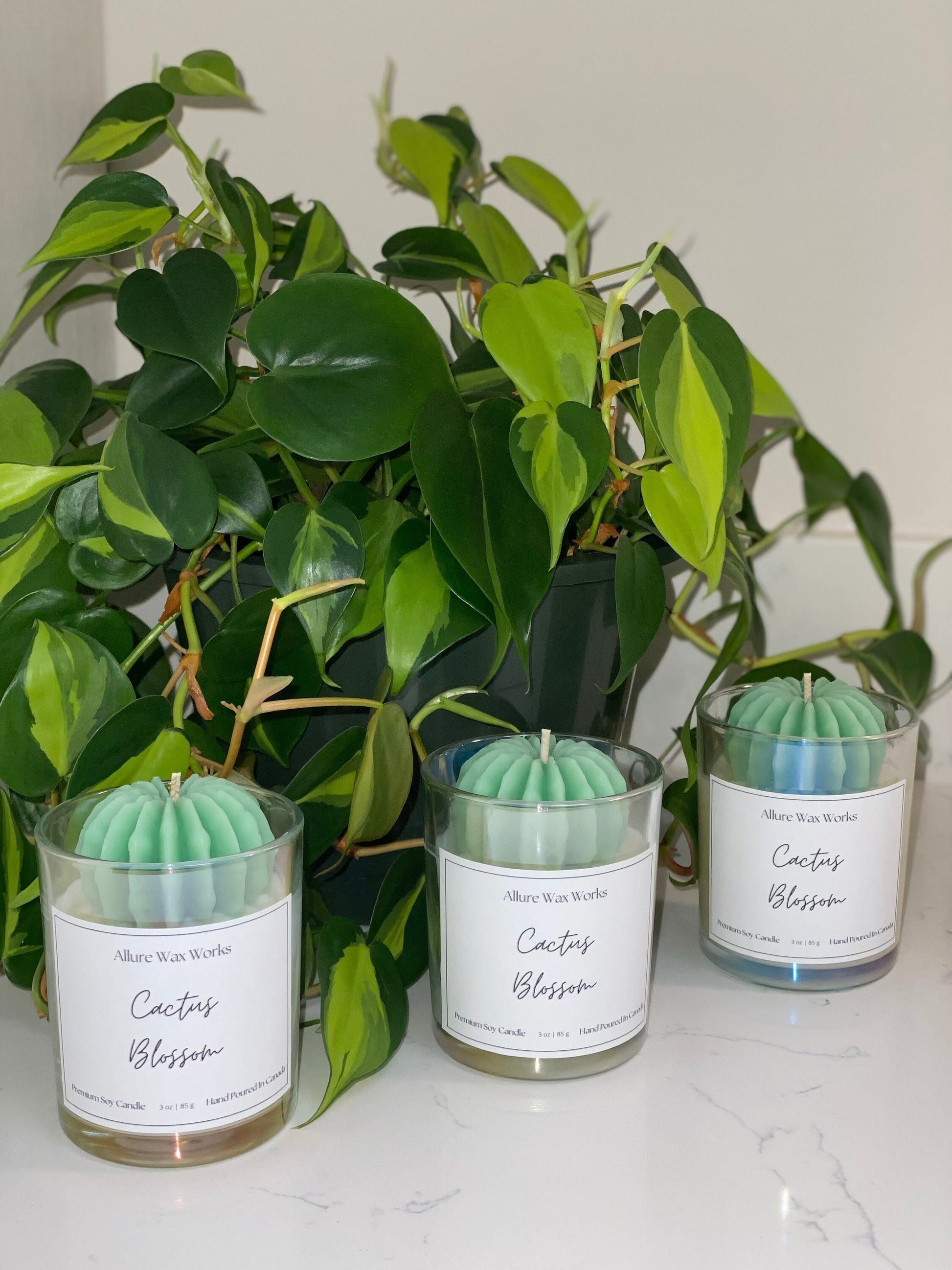 Cactus Blossom Candle